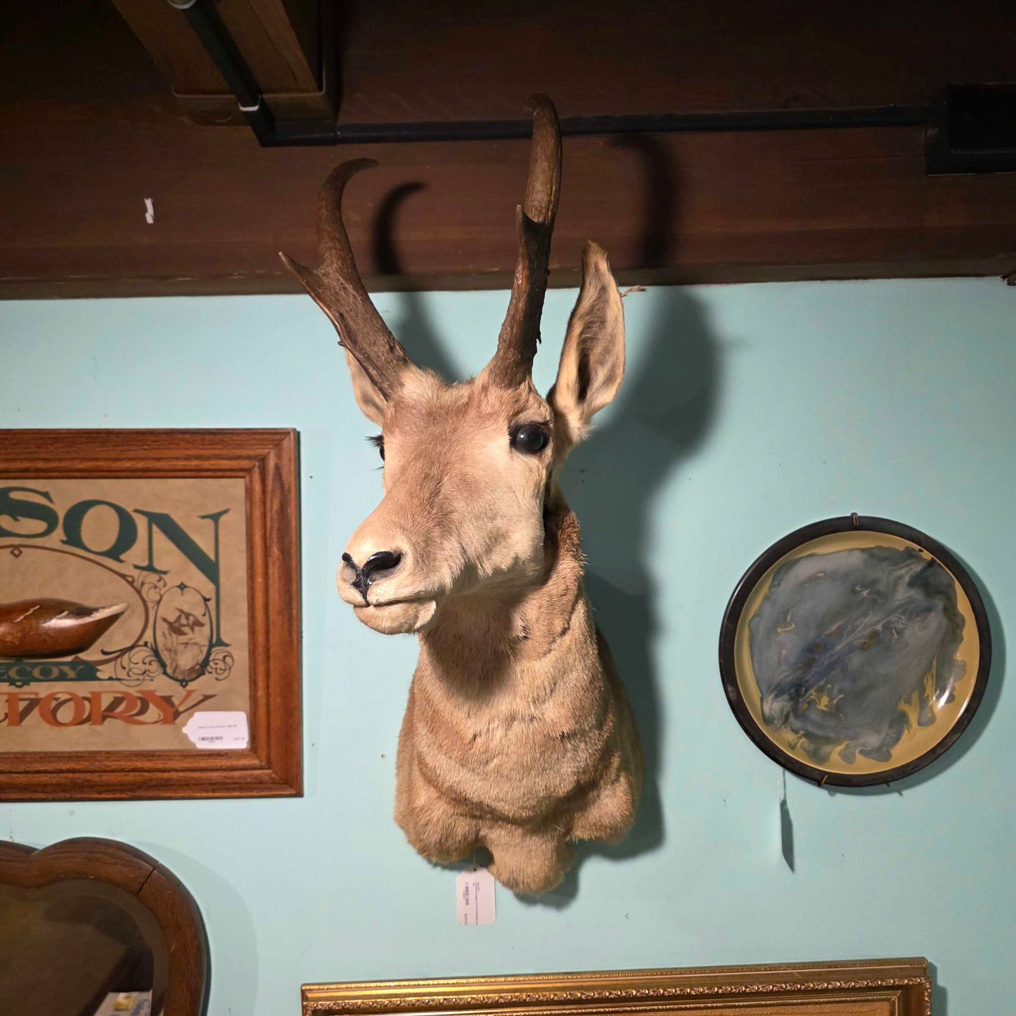 Horned Critter(Pronghorn?)Taxidermied Head