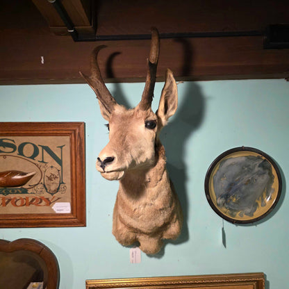 Horned Critter(Pronghorn?)Taxidermied Head