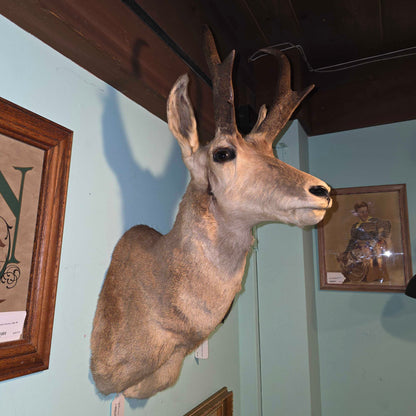 Horned Critter(Pronghorn?)Taxidermied Head