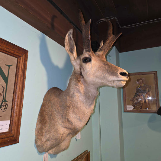 Horned Critter(Pronghorn?)Taxidermied Head
