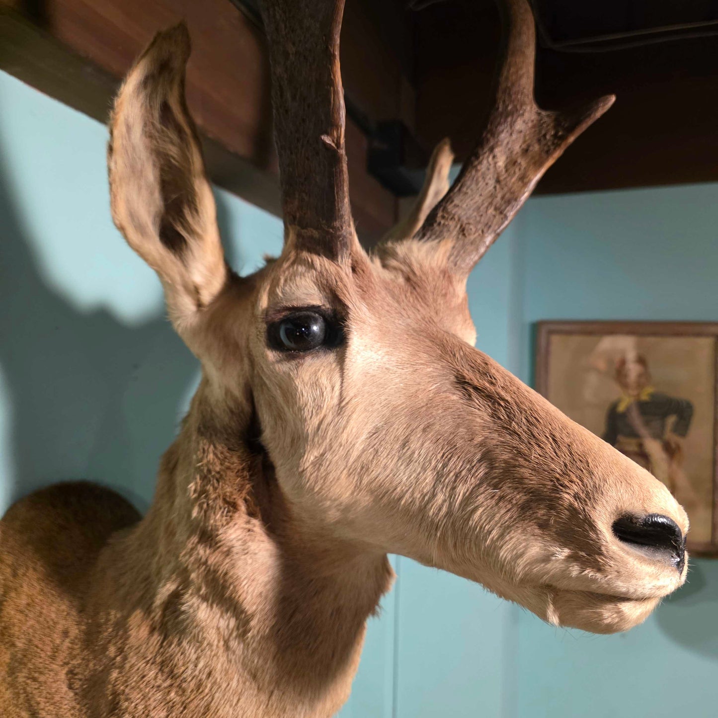 Horned Critter(Pronghorn?)Taxidermied Head
