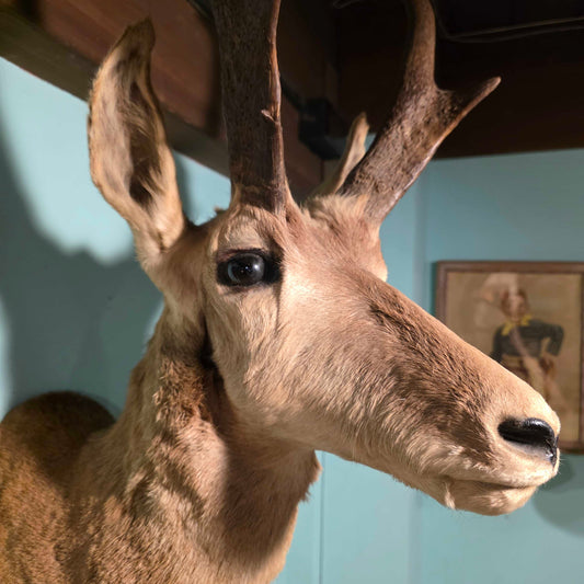 Horned Critter(Pronghorn?)Taxidermied Head