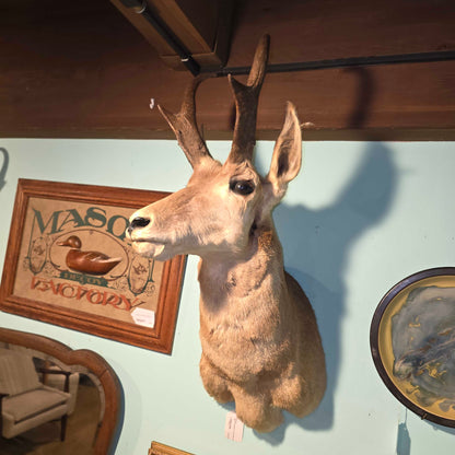 Horned Critter(Pronghorn?)Taxidermied Head