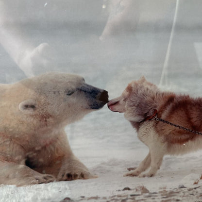 Polar Bear and Husky Print