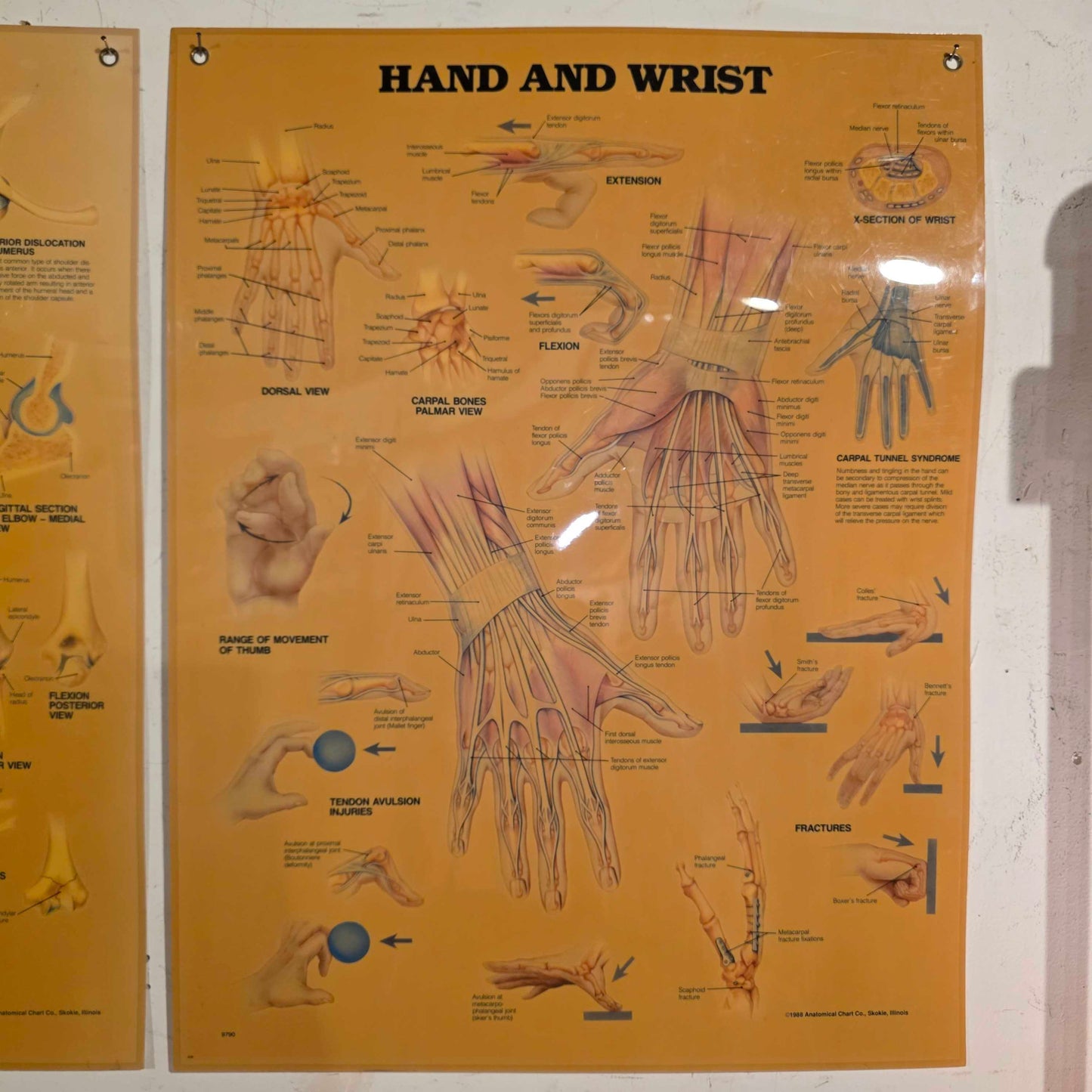 Hand and Wrist Anatomy Chart