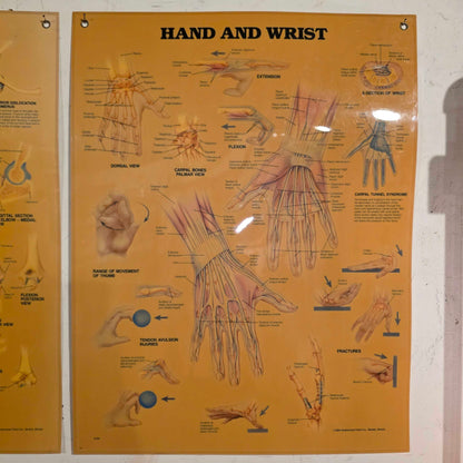 Hand and Wrist Anatomy Chart