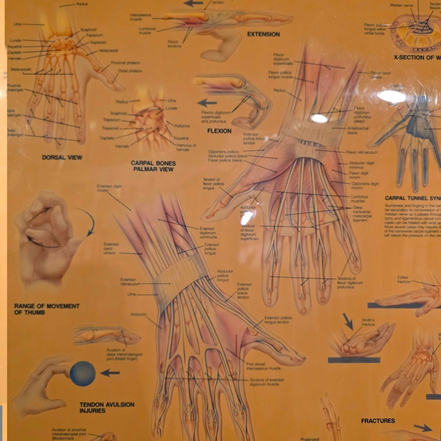Hand and Wrist Anatomy Chart