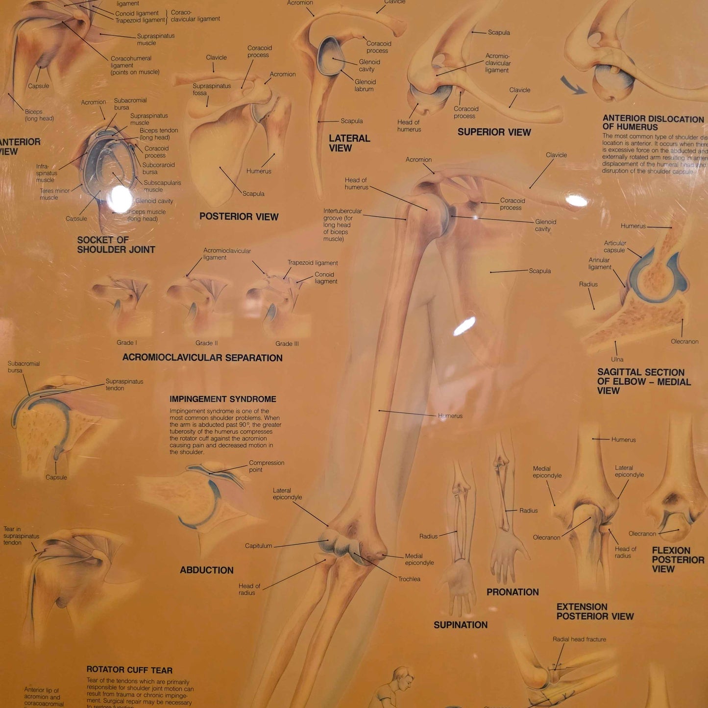 Shoulder Anatomy Chart