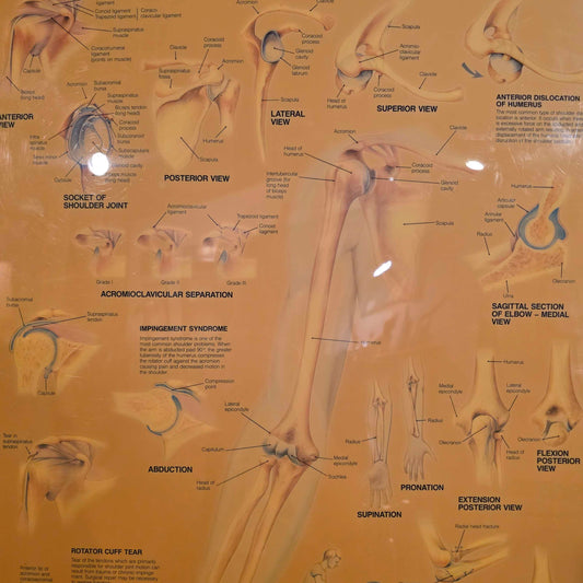 Shoulder Anatomy Chart