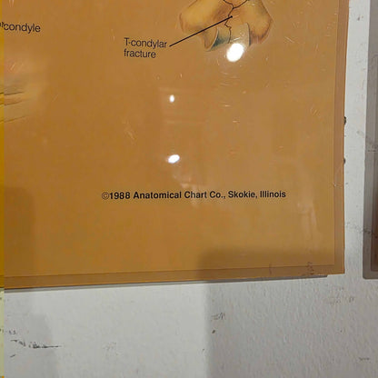 Shoulder Anatomy Chart