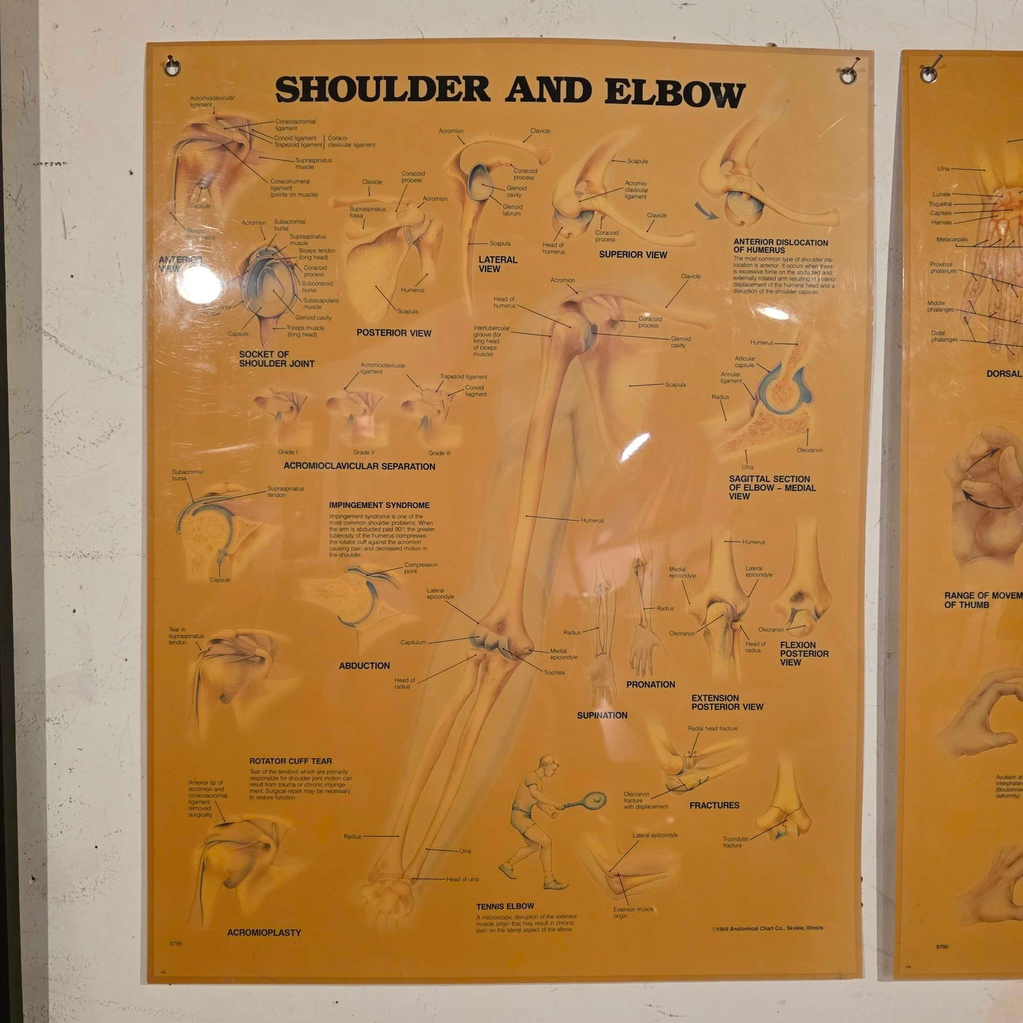 Shoulder Anatomy Chart