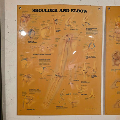 Shoulder Anatomy Chart