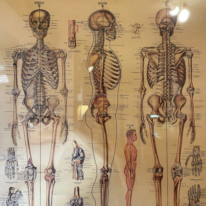 The Skeletal System AS IS(visible tape holding poster to matting)
