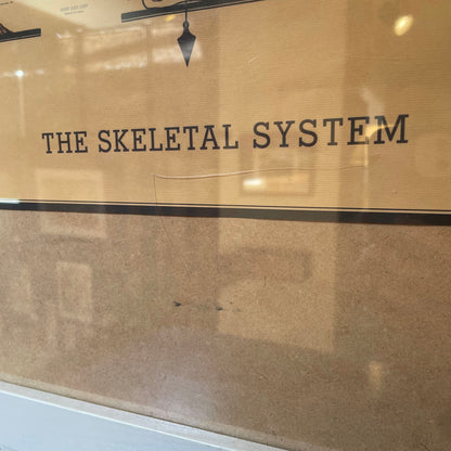 The Skeletal System AS IS(visible tape holding poster to matting)