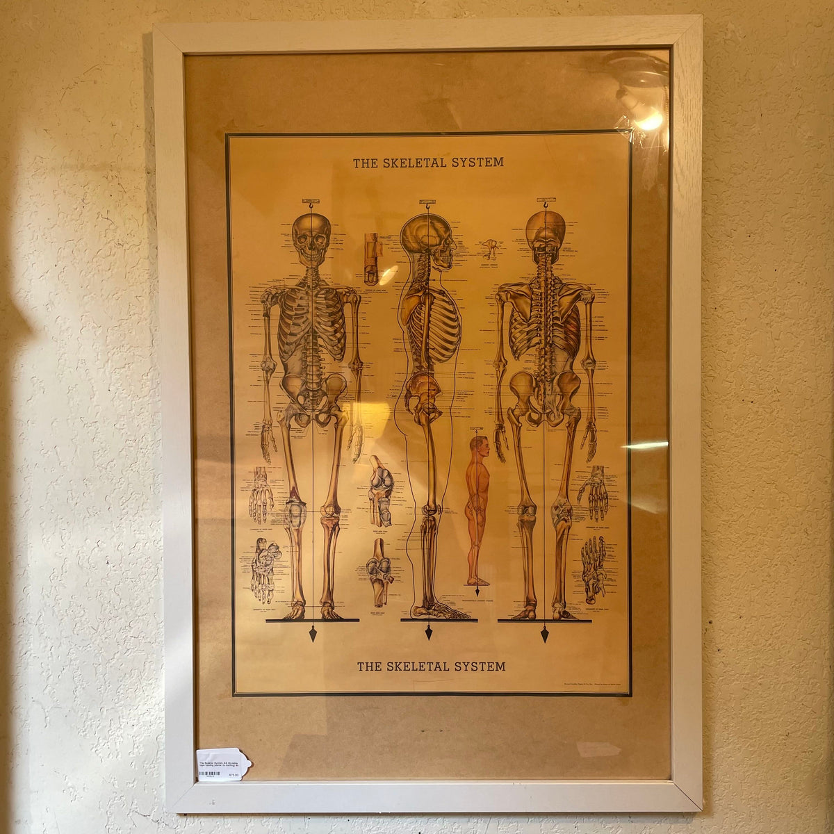 The Skeletal System AS IS(visible tape holding poster to matting)