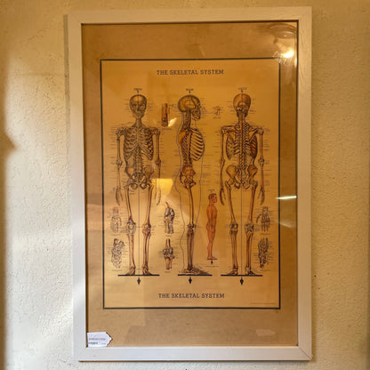 The Skeletal System AS IS(visible tape holding poster to matting)