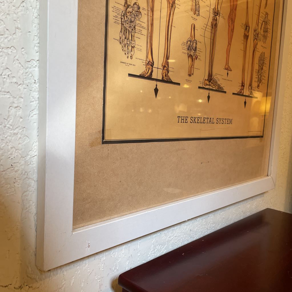 The Skeletal System AS IS(visible tape holding poster to matting)