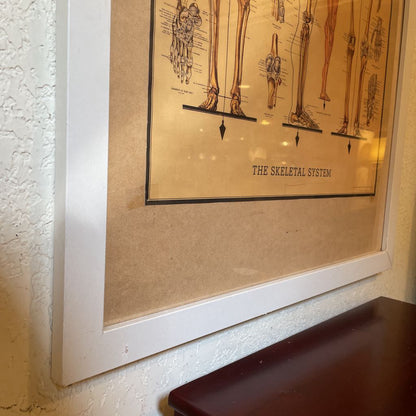 The Skeletal System AS IS(visible tape holding poster to matting)