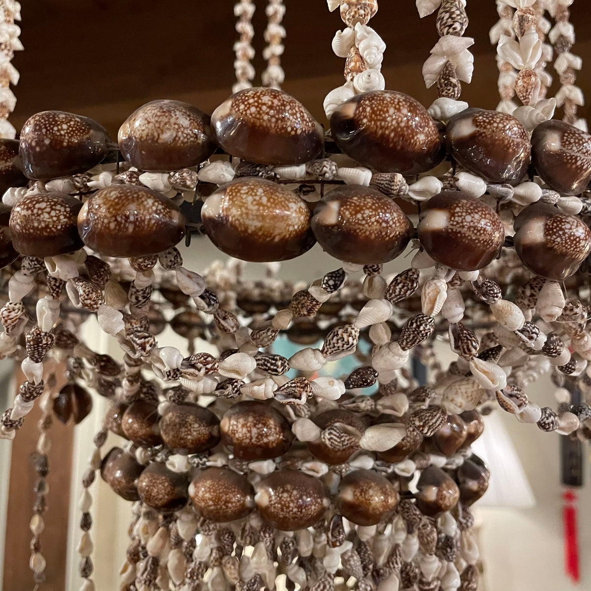 Sea Shell "Chandelier"