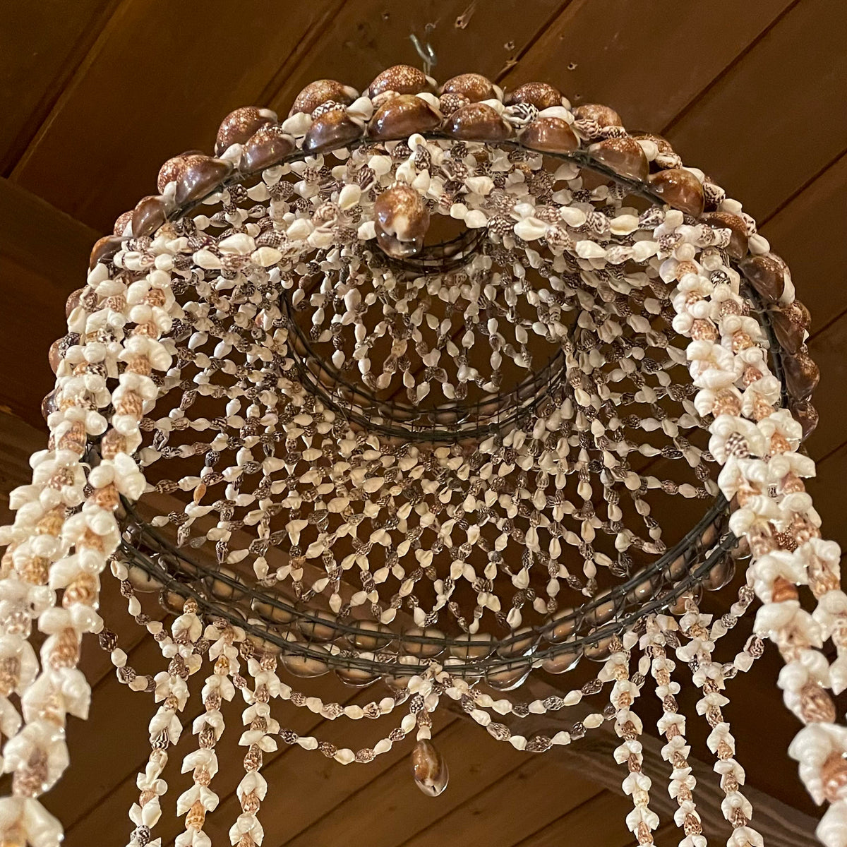 Sea Shell "Chandelier"
