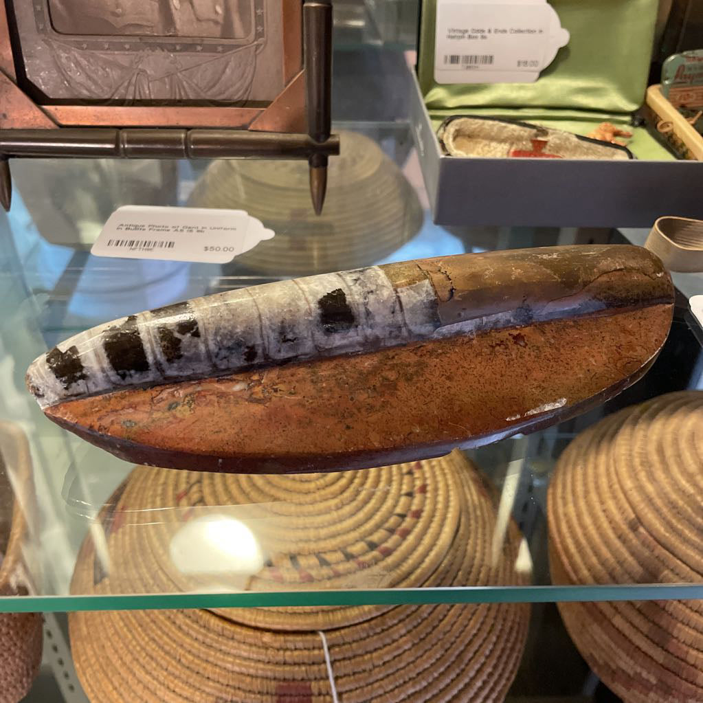Ammonite Fossil UNIQUE FINDS