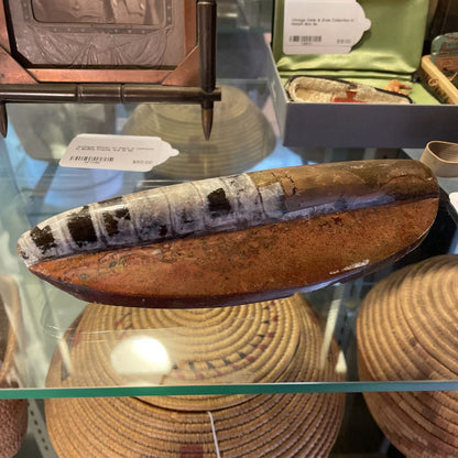 Ammonite Fossil UNIQUE FINDS