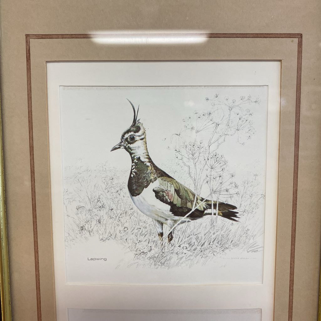Signed & Numbered Lapwing, Oystercatcher, Common Sandpiper Art