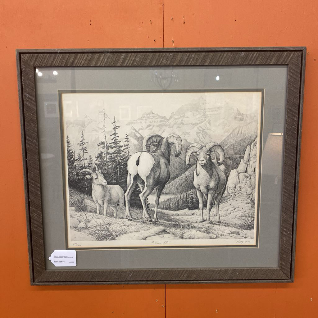 RALPH OBERG Signed & Numbered B&W Bighorn Print
