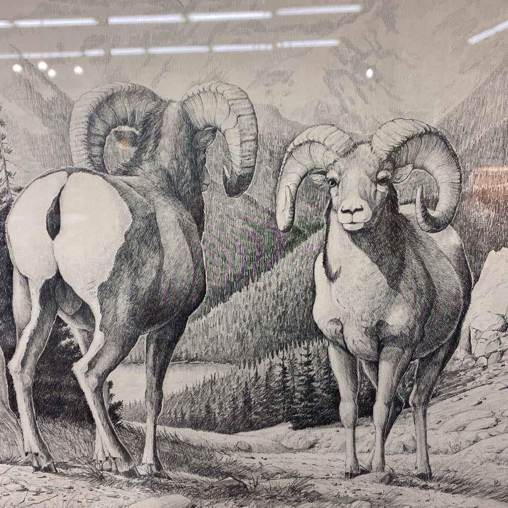 RALPH OBERG Signed & Numbered B&W Bighorn Print