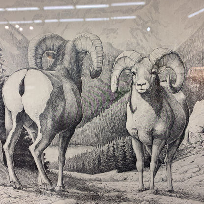 RALPH OBERG Signed & Numbered B&W Bighorn Print