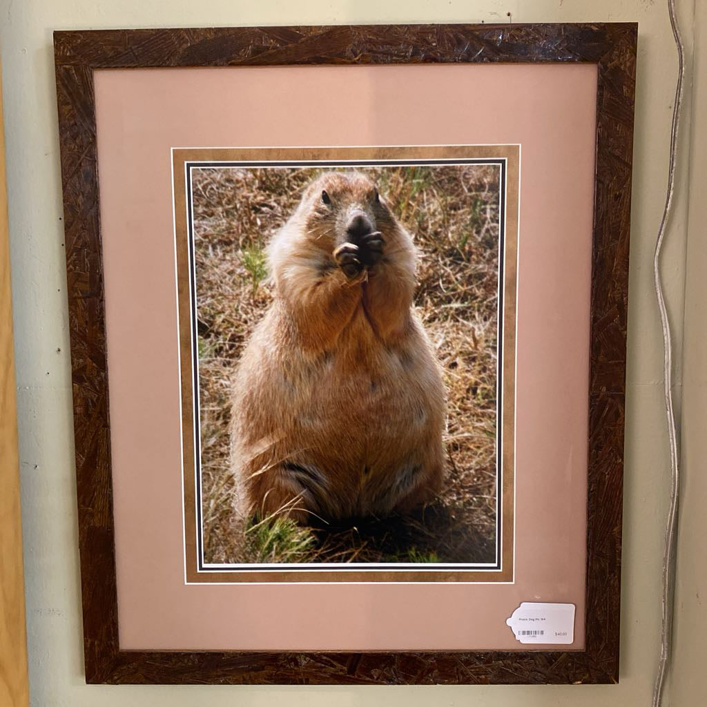 Prairie Dog Pic ART
