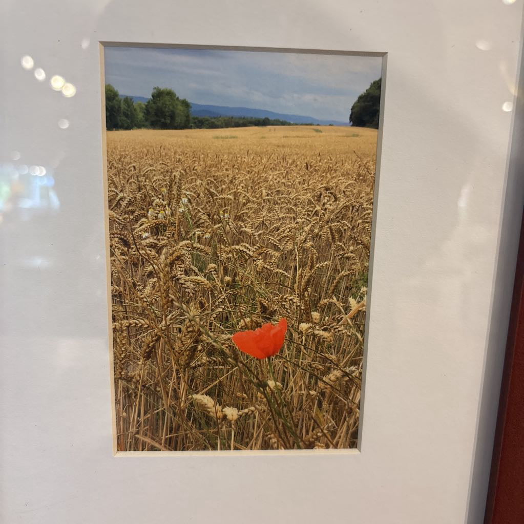 Red Flower in Field Picture ART