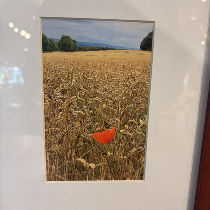 Red Flower in Field Picture ART