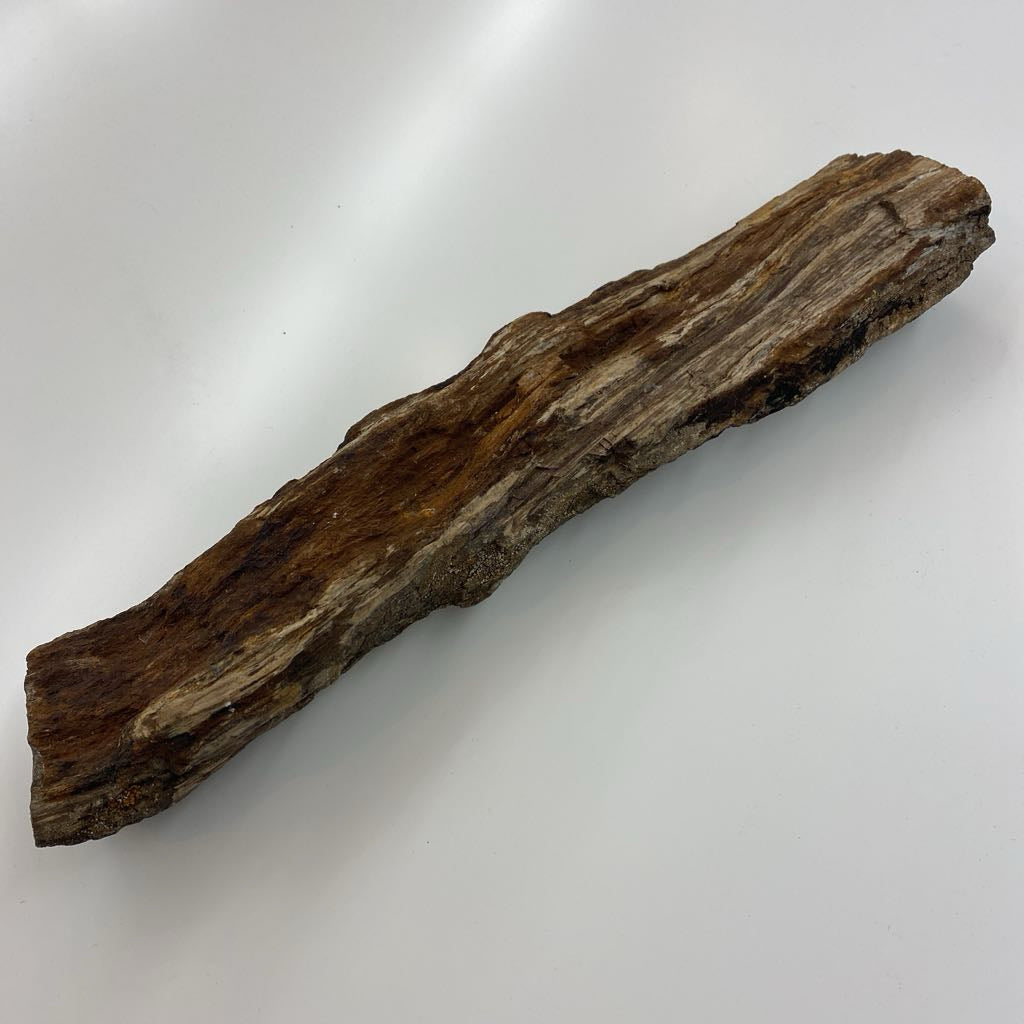 Petrified Wood SMALLS