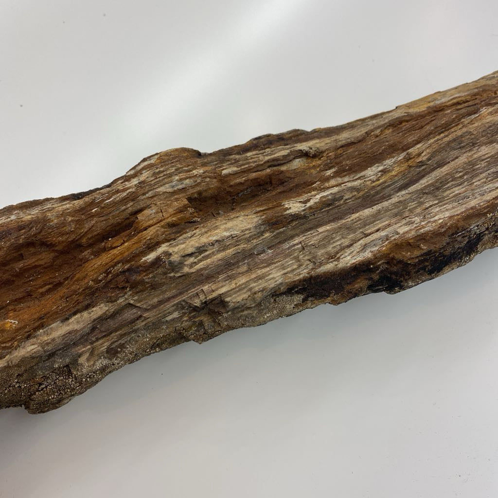 Petrified Wood SMALLS