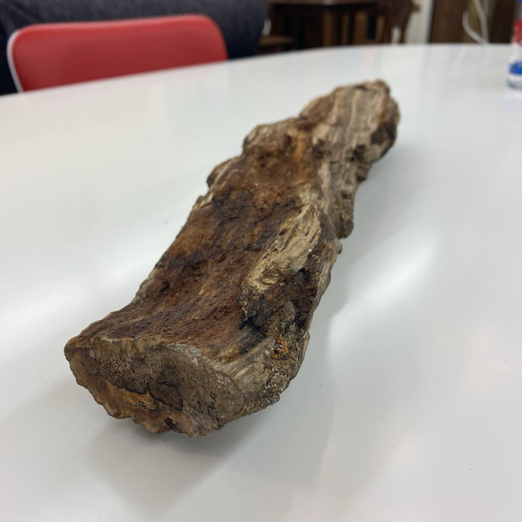 Petrified Wood SMALLS