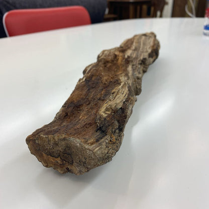 Petrified Wood SMALLS